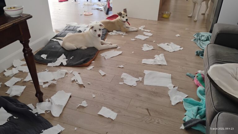 avoir le dos tourné quand t&rsquo;as des chiots dans la maison…