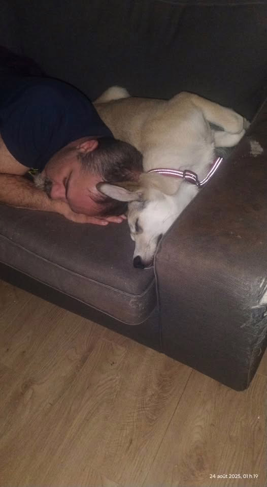 C&rsquo;est tellement cute et drôle un husky…