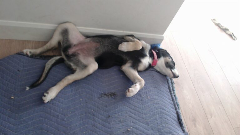 les 3 stades de l&rsquo;arrivée d&rsquo;un bébé chien, version Tooki!