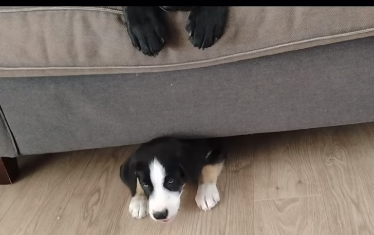 Bébé qui bosse Peanut et Taiko…
