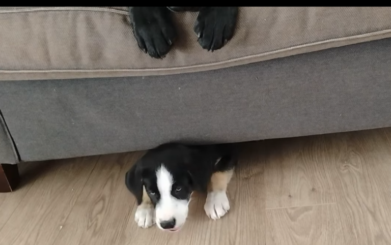 Bébé qui bosse Peanut et Taiko…